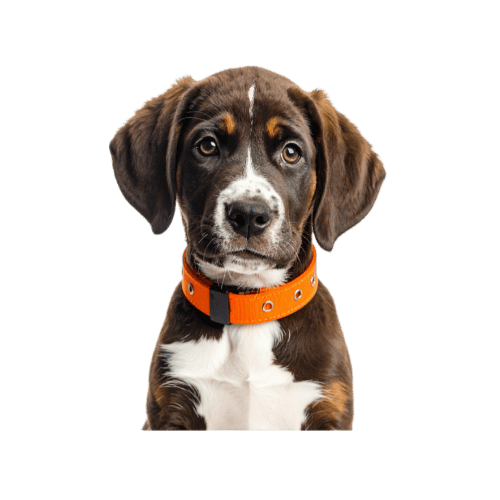 Niedlicher braun-weißer Welpe mit orangefarbenem Halsband – Hundeporträt vor transparentem Hintergrund.