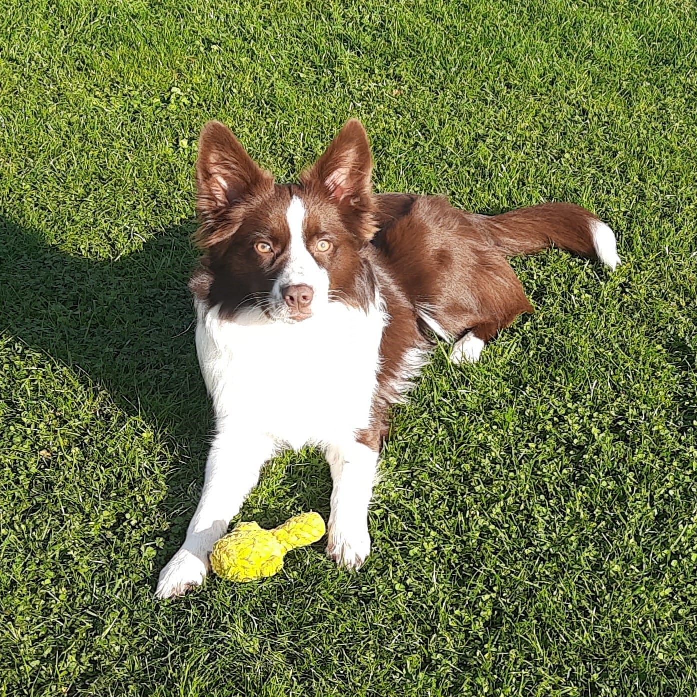 Border Collie liegt entspannt auf grüner Wiese mit gelbem Spielzeug