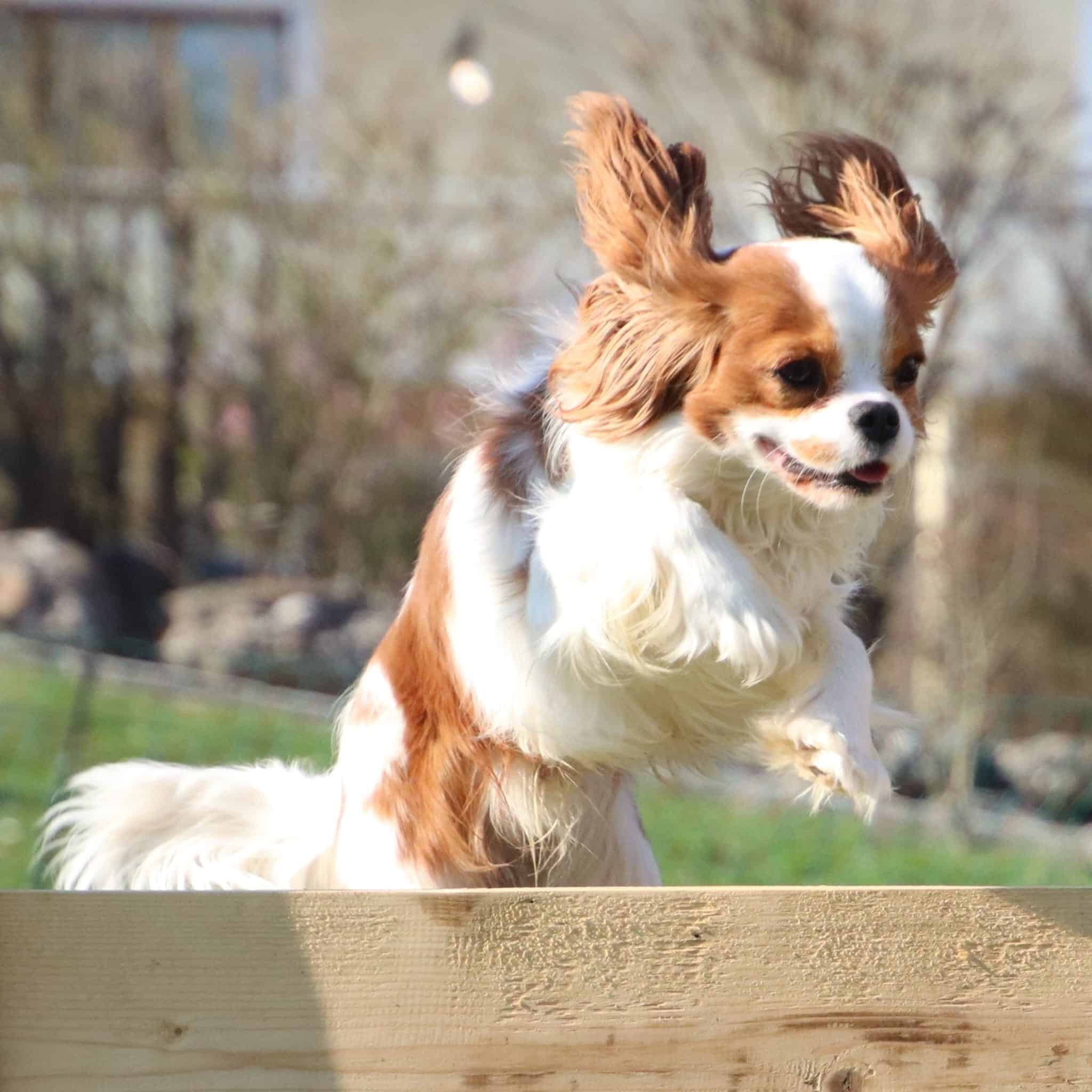Cavalier springt über Hürde beim Fun Agility Training